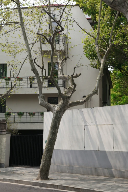 a tree in front of a house, with an area rug on the sidewalk below it