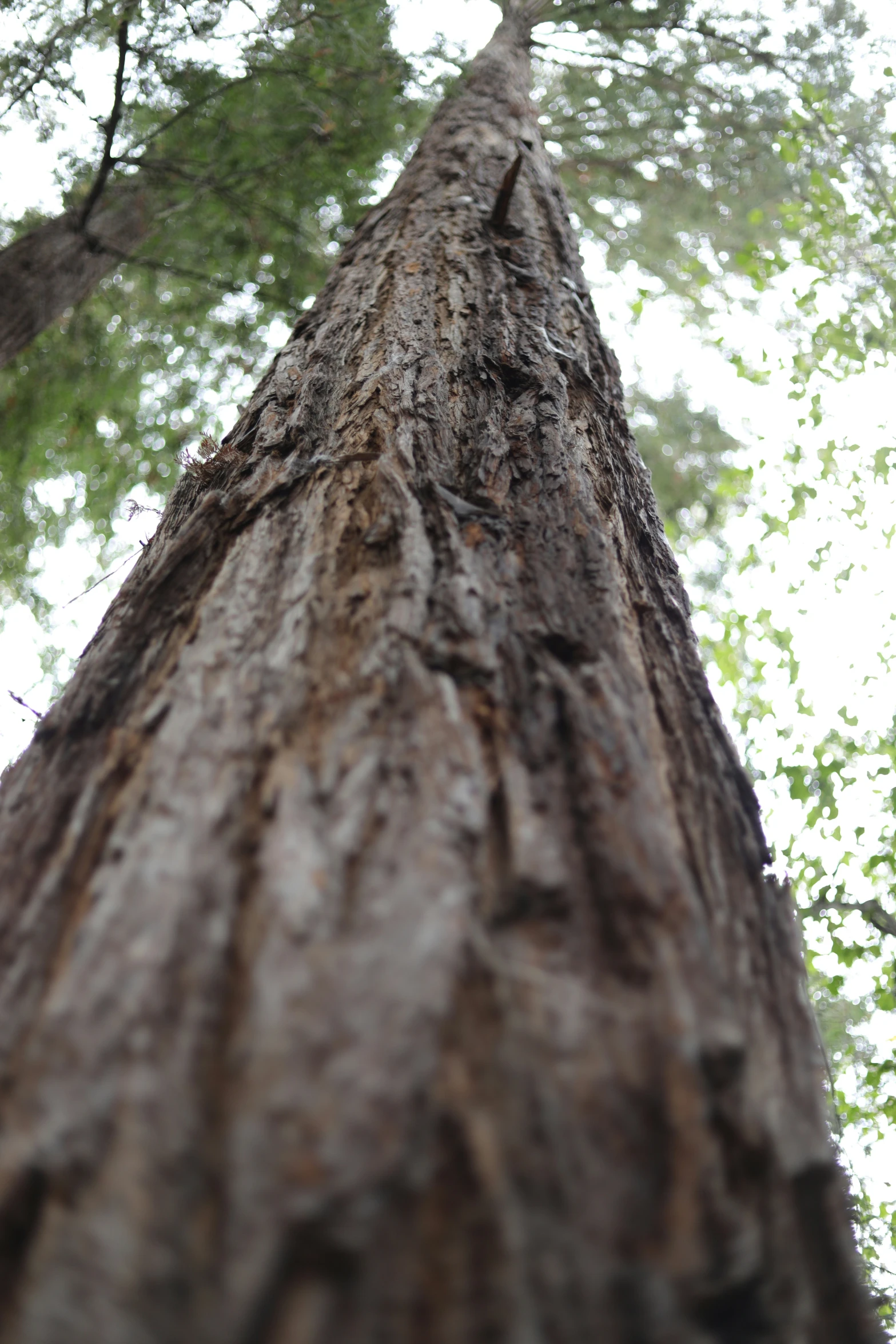 looking up at the bottom part of a tall tree