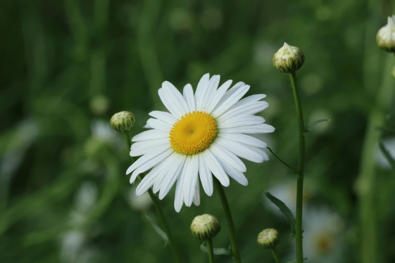 a close - up view of a daisy with green foliage