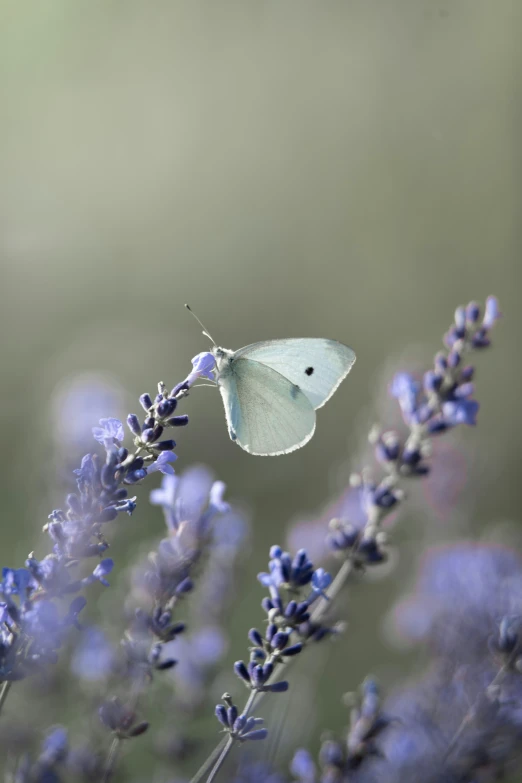 a erfly is on some flowers and is flying