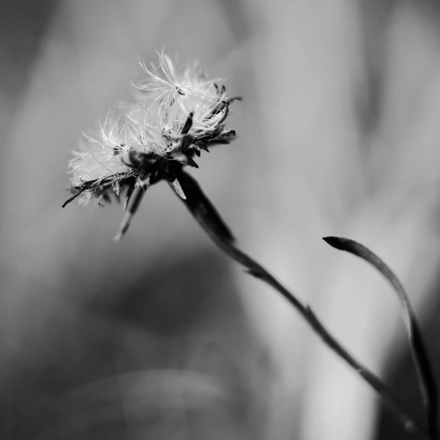 a dandelion flower is on the stalk, it looks to be growing