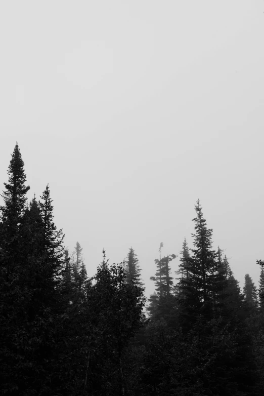 a black and white po of some trees with the fog