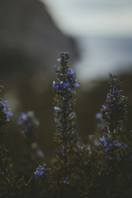 a close up of blue flowers in a field