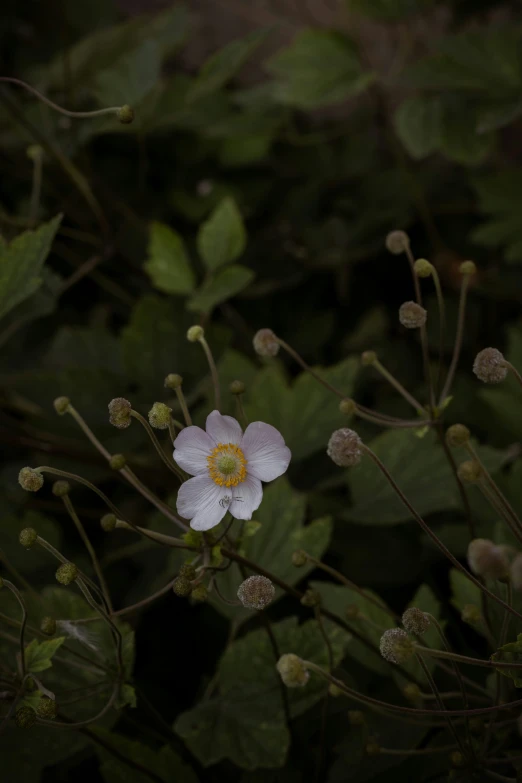 a flower that is very blooming in the bush