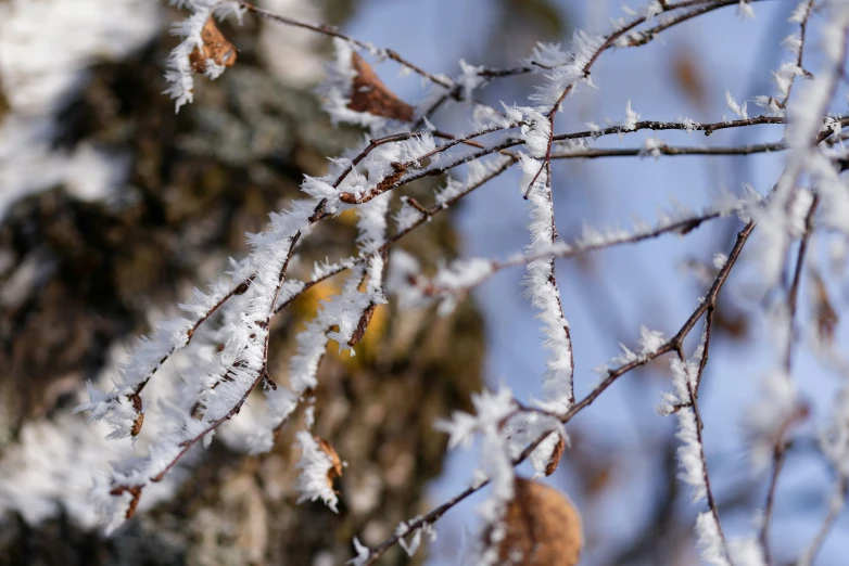 close up view of ice covered nches with leaves