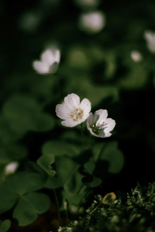 two flowers are on the edge of a grassy area