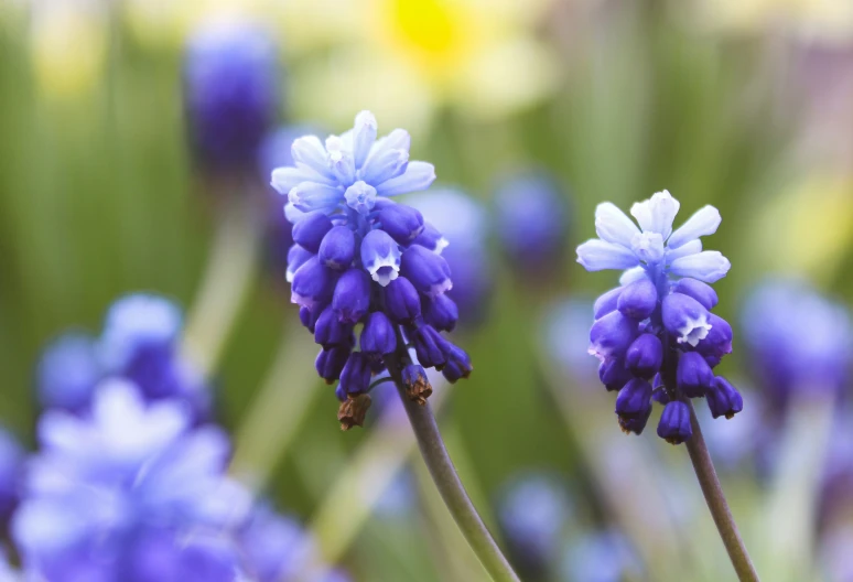 a few blue flowers in a field filled with grass