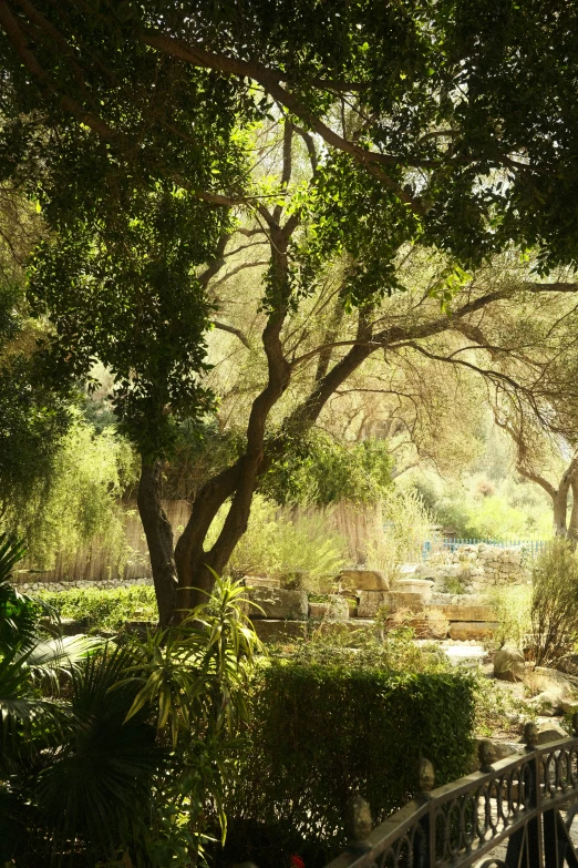 the bench is surrounded by green trees and bushes