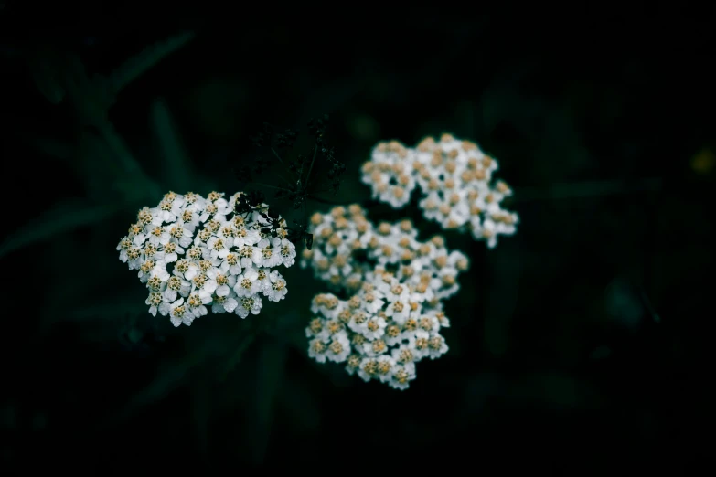 the beautiful flowers are blooming in clusters together