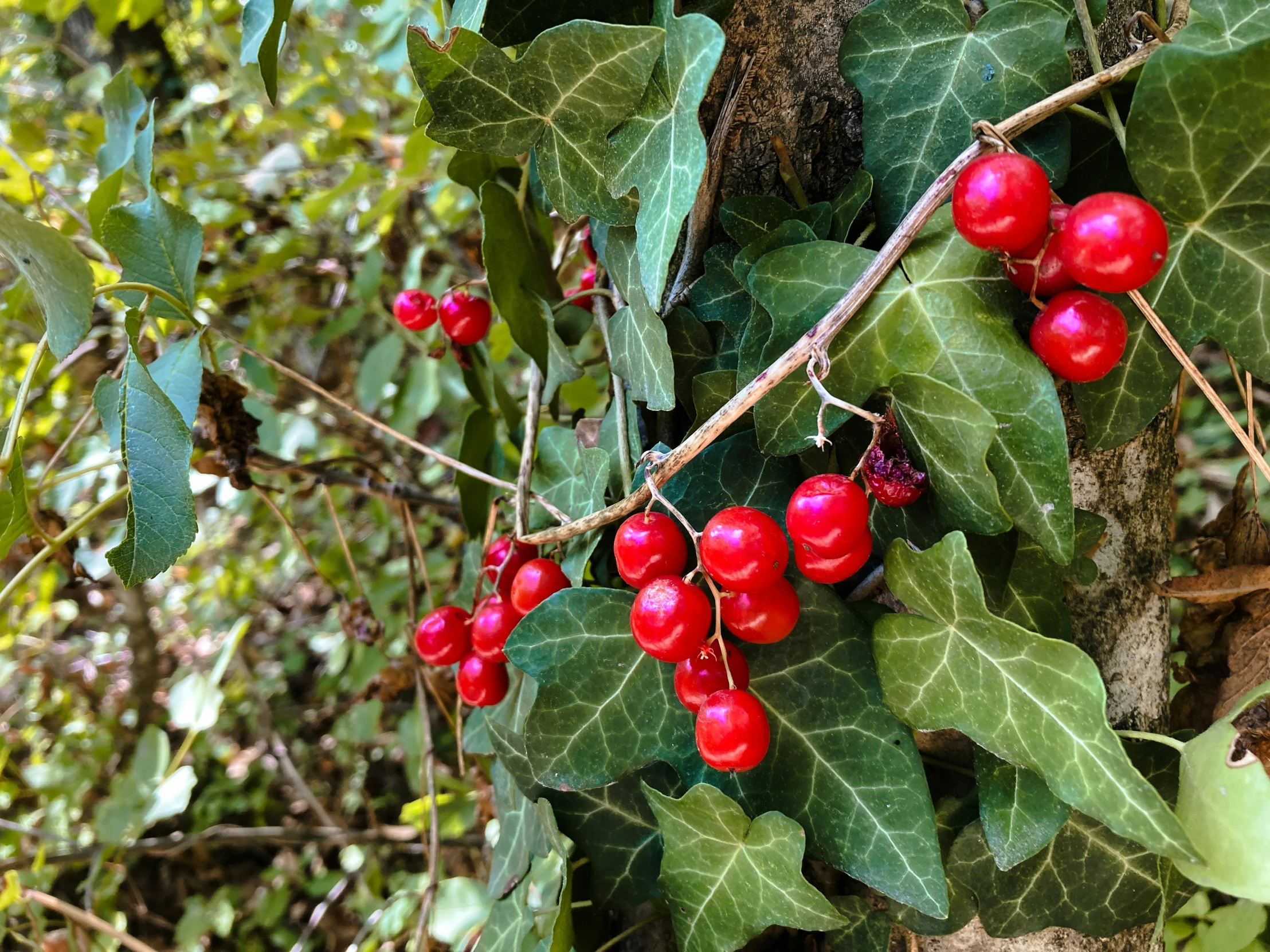 red berries and leaves on the nches of trees