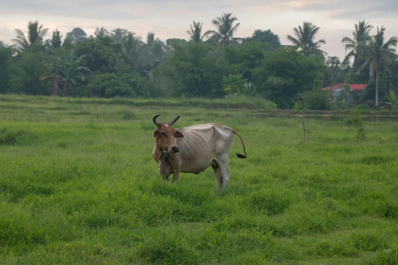 an animal standing in the middle of a green field