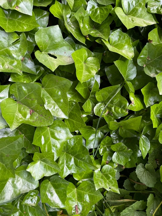 green leaves growing along the side of a wall