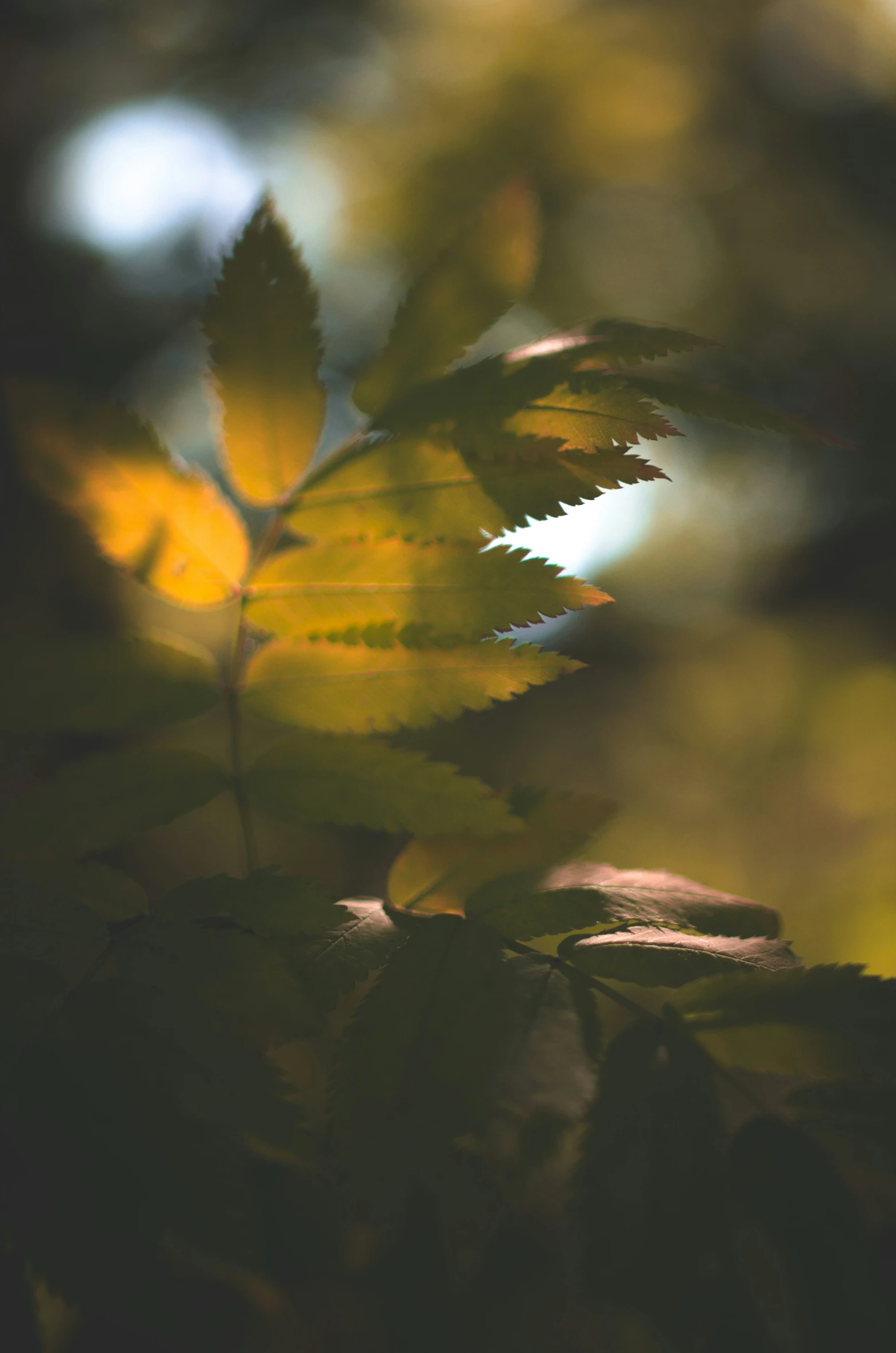 a green leaf is shown in the sun