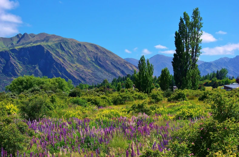 the view from the side of a hill with a lot of trees and purple flowers growing in the foreground