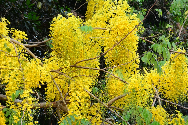 a lot of yellow flowers blooming next to trees