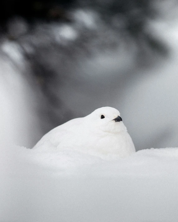 the white bird has a black beak