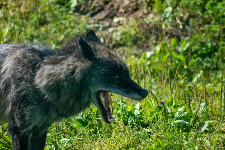 a close up of a wolf in the grass near water