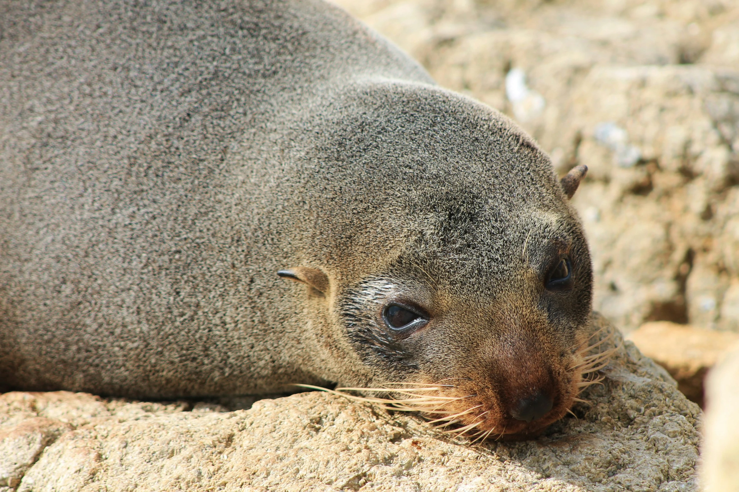 a small gray animal laying on top of a rock