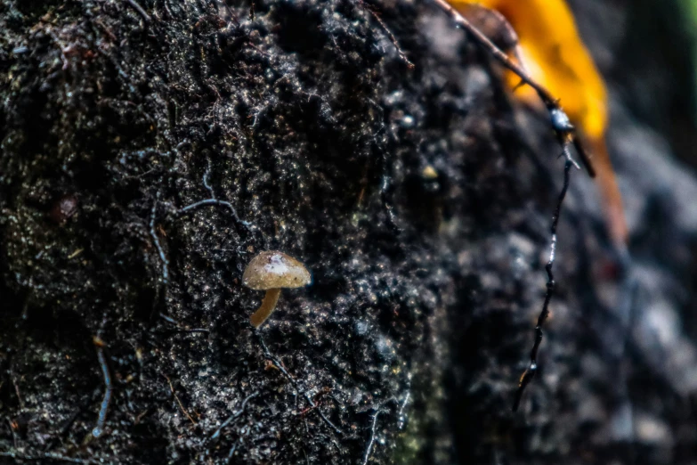 a bug on a rock covered in moss