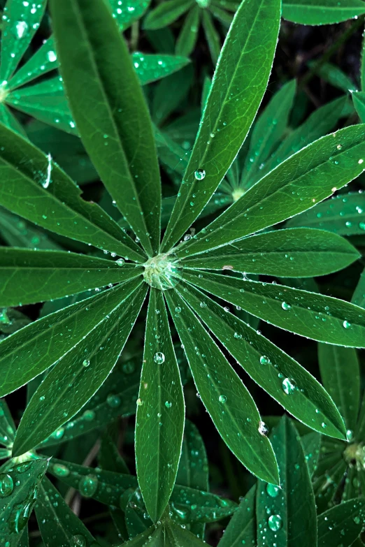 leaves with droplets on them are in the foreground