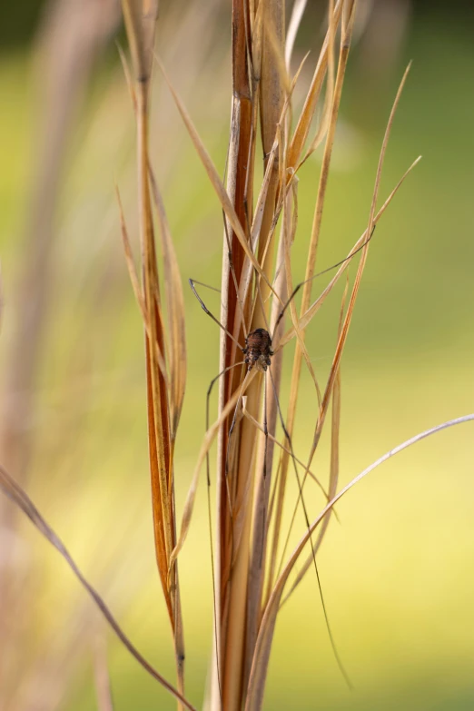 a long stemmed insect sitting on a small stalk