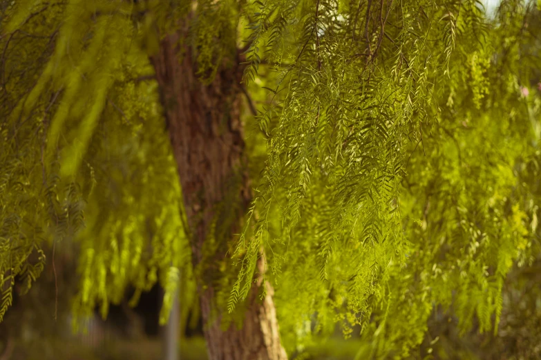 there are two trees in the yard that have been painted green