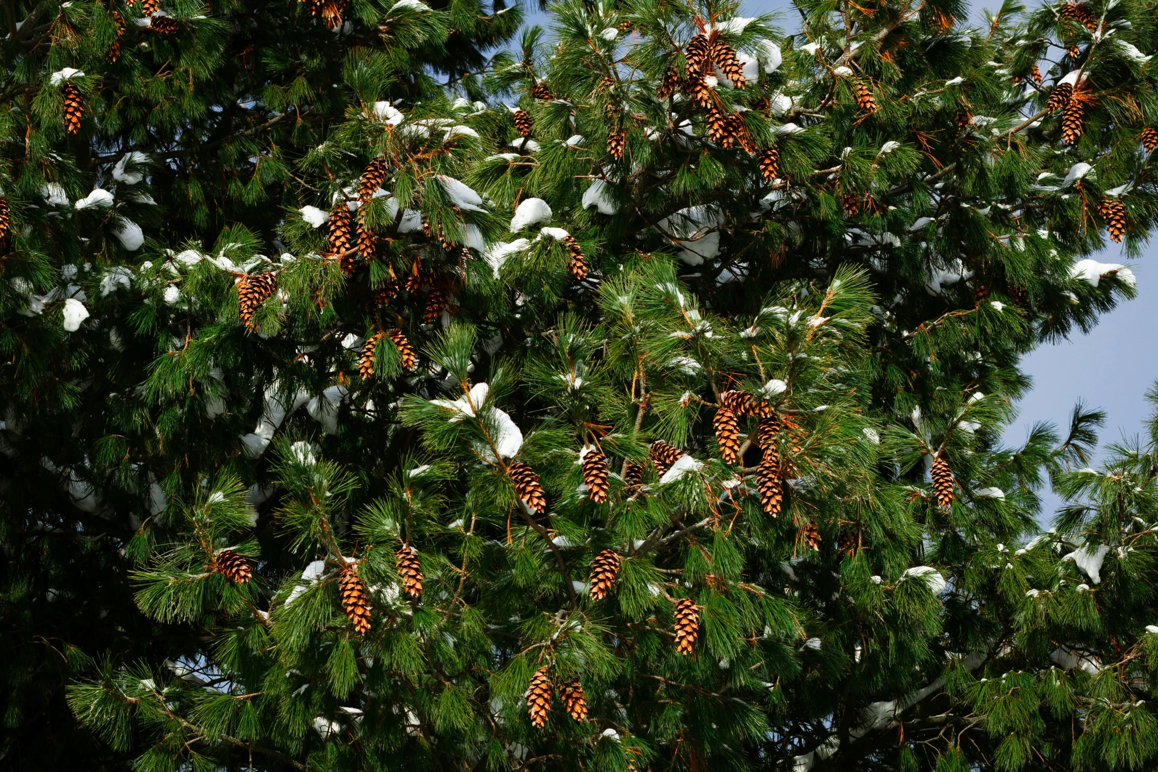 birds sitting on pine needles and berries in a tree