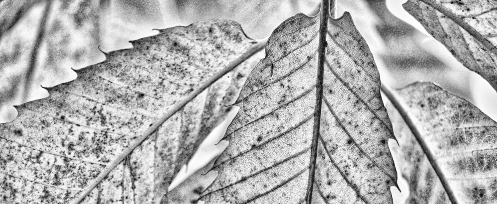 a pencil drawing of two leaf's