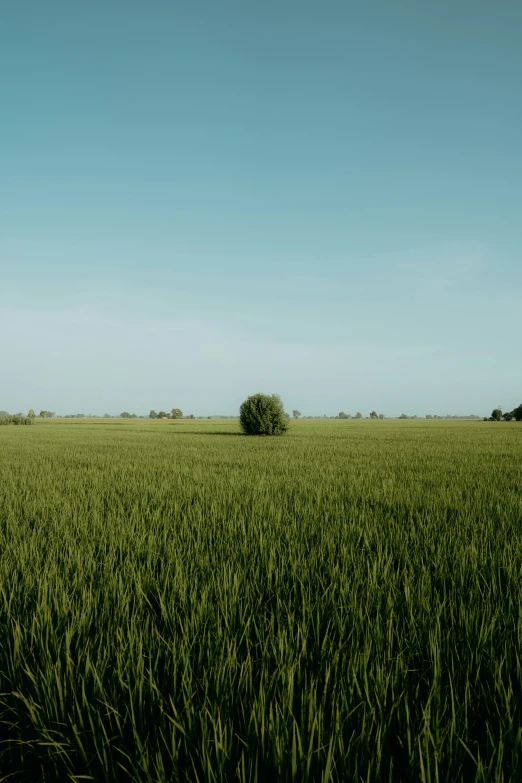 green grass field under blue sky with single tree