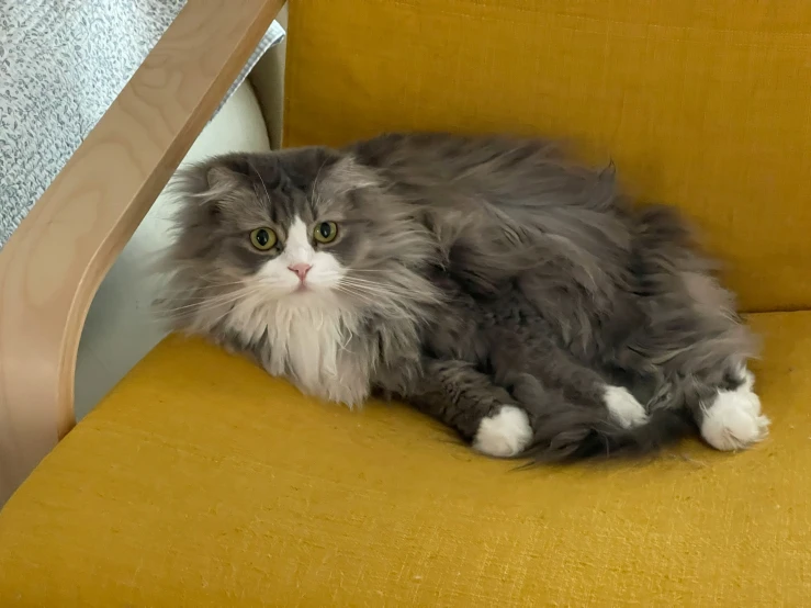 the grey and white cat is relaxing on a yellow chair