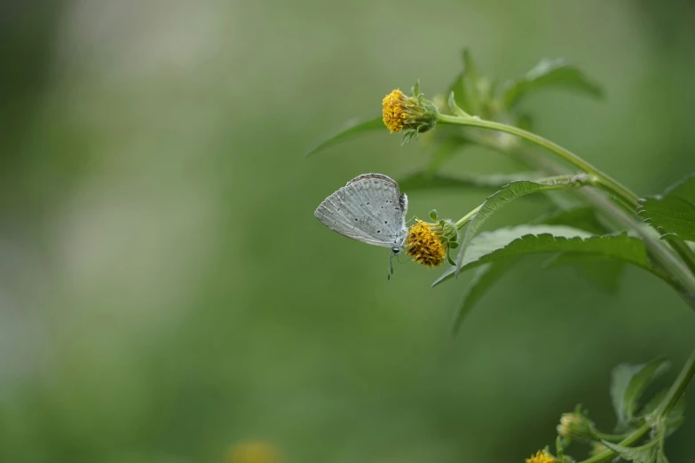 a moth rests on a flower in the wild