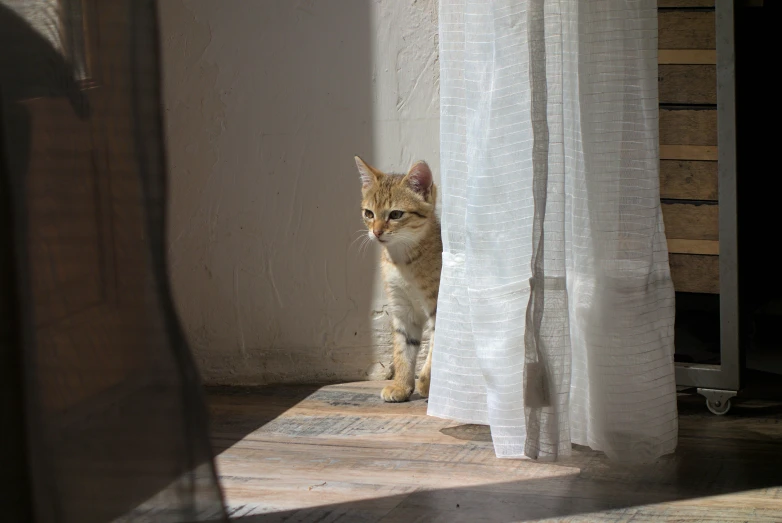 a cat looking out of a curtained window