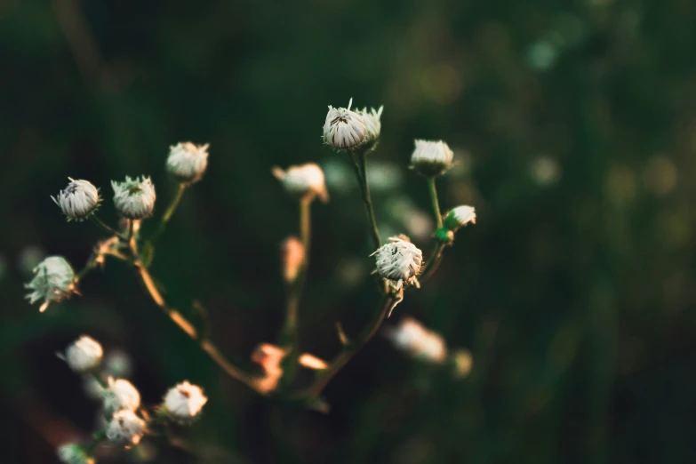 a bunch of wild flowers in a field