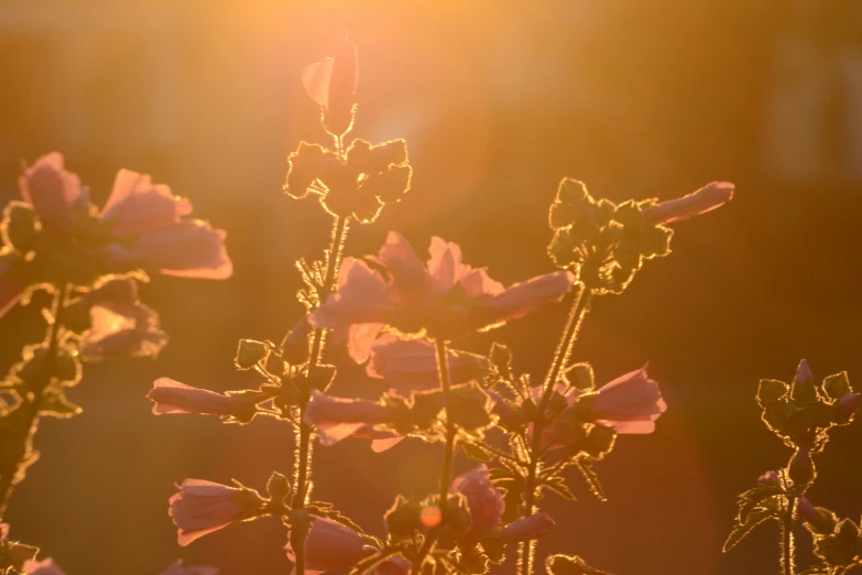 some very pretty flowers by some grass and sunshine