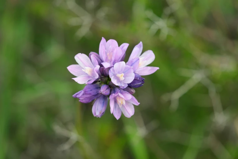 small purple flower in a green field