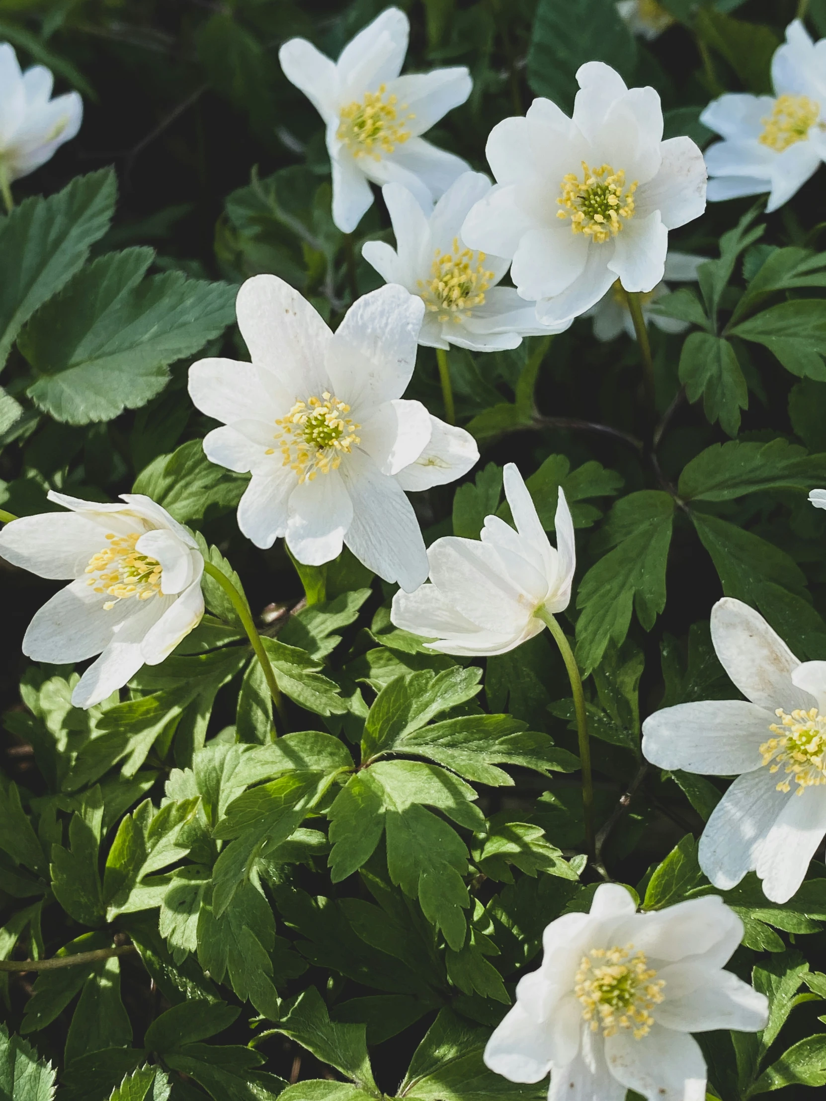 white flowers surrounded by green leaves in the sun