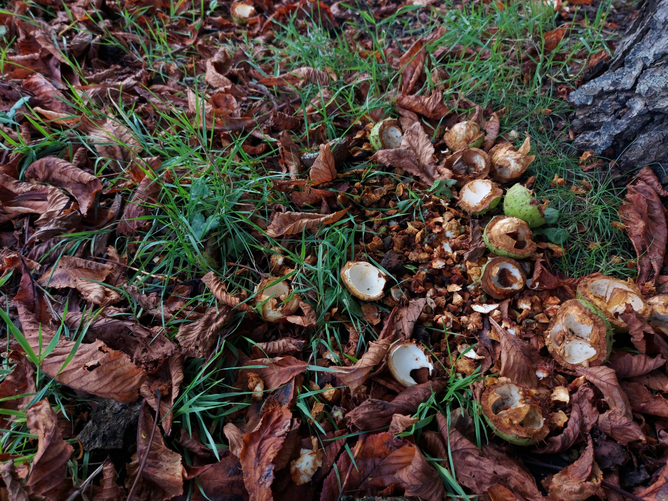 a bunch of mushrooms scattered around a tree trunk