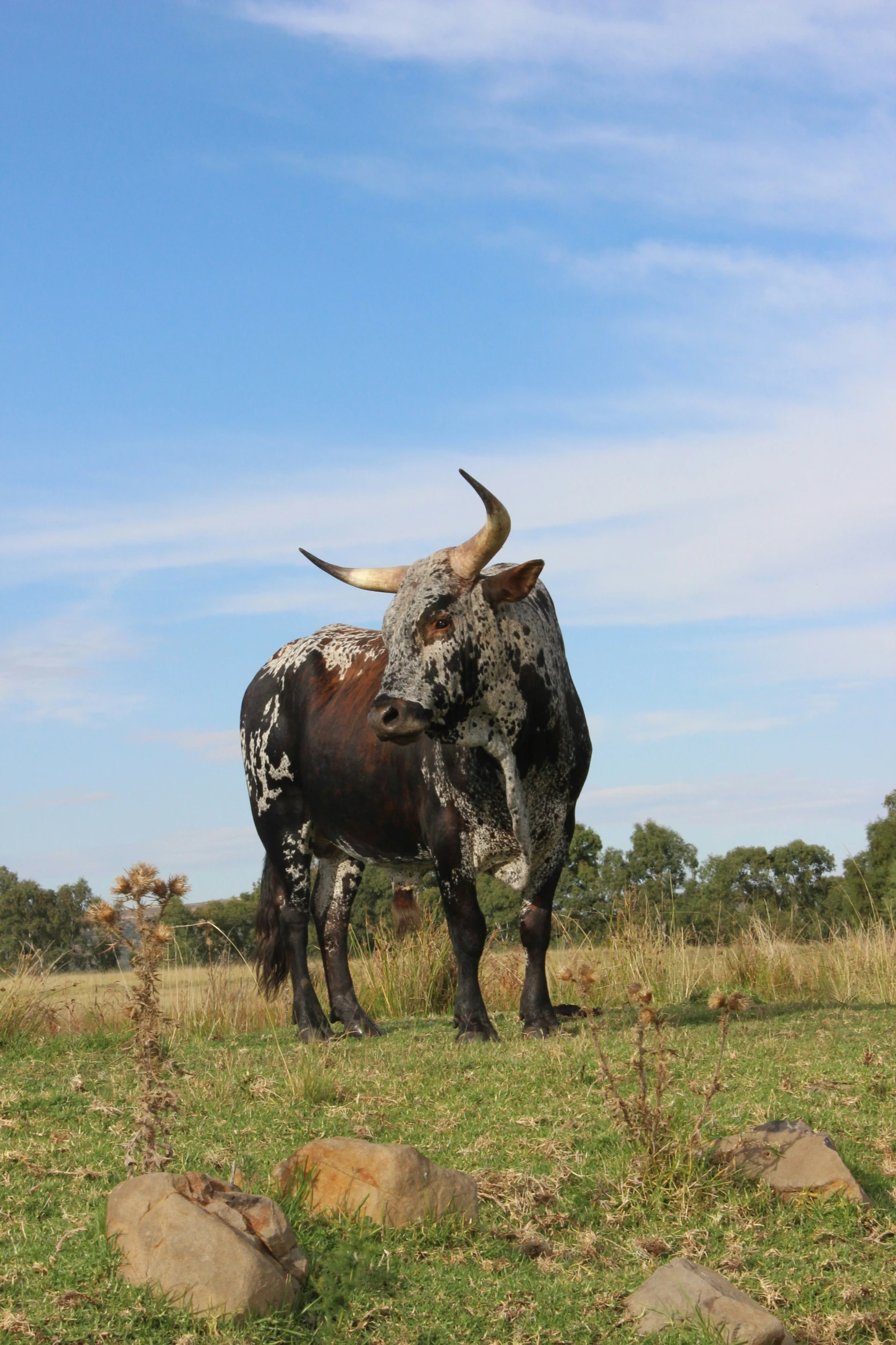 a cow with long horns standing in a field