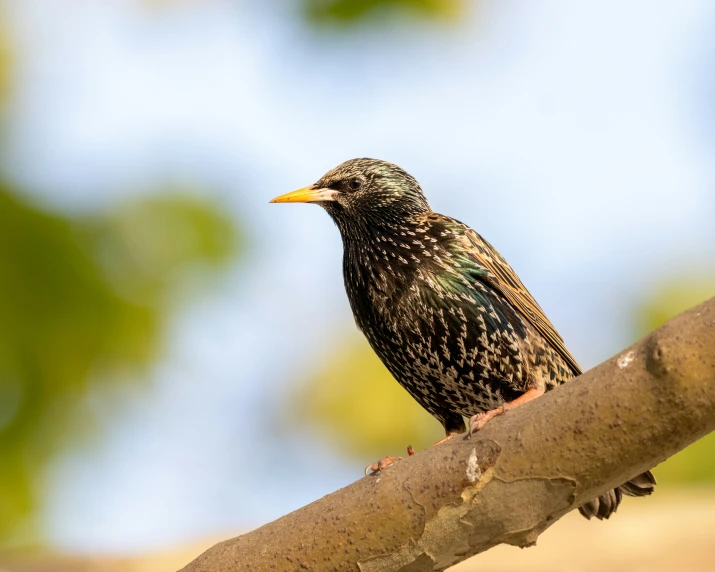 a little bird sitting on top of a tree nch