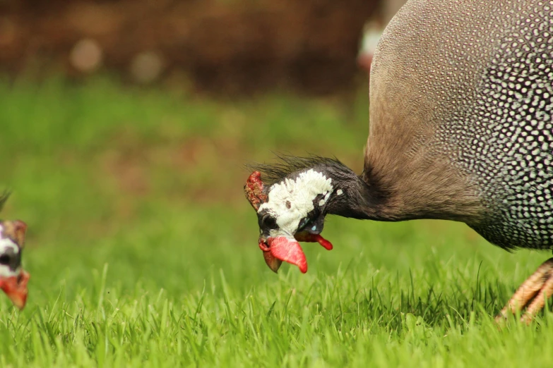 a bird that is eating some food off of grass