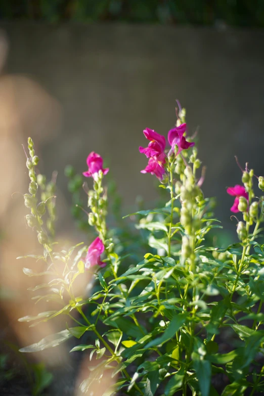 there are pink flowers that grow in the grass