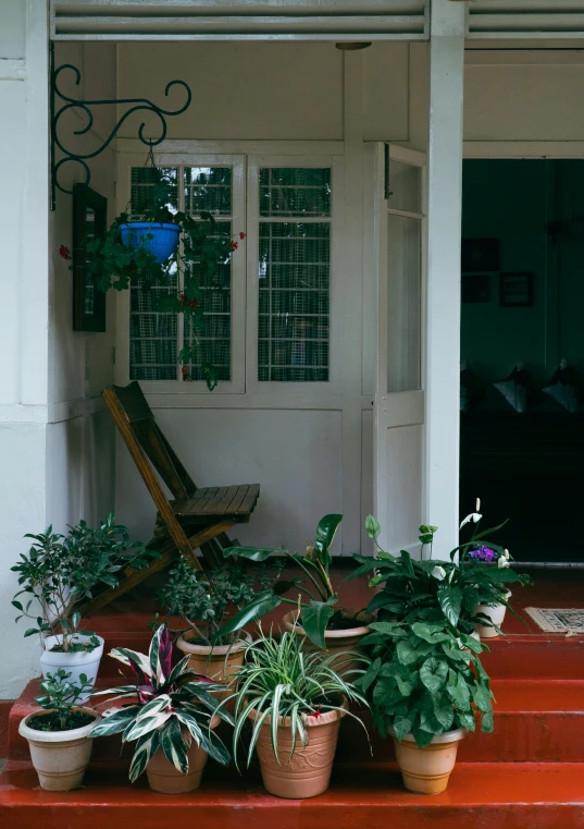 some plants that are in front of the house