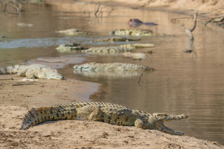 a big alligator that is laying on some sand