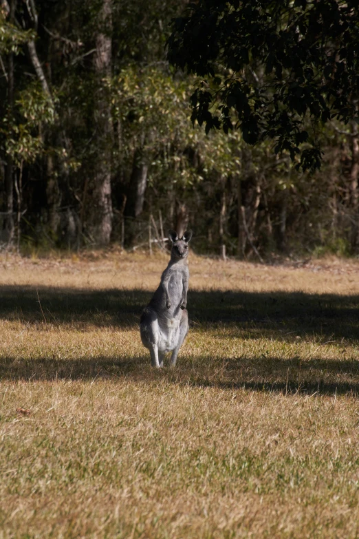 a kangaroo standing in the grass near trees