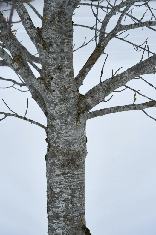 the large tree is standing near the mountain side