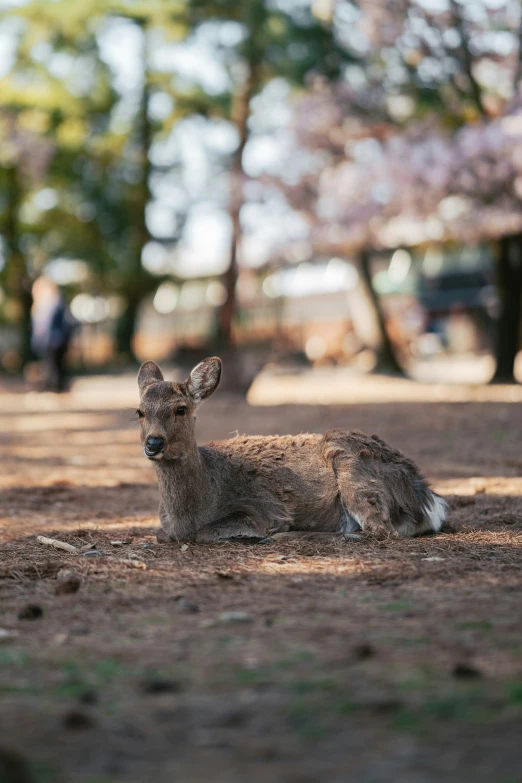 a deer lying on the ground during the day