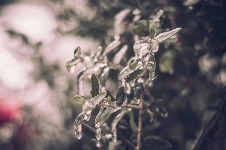 an icy plant grows near a tree