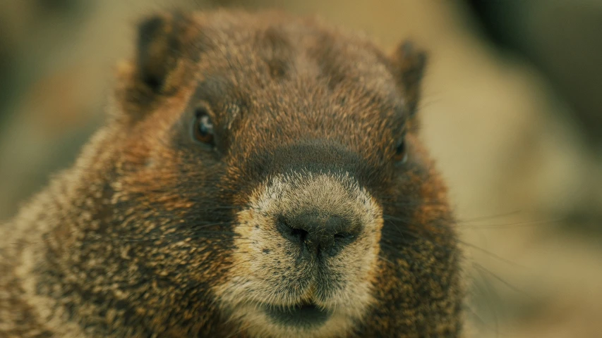 a close up view of the face and head of an animal