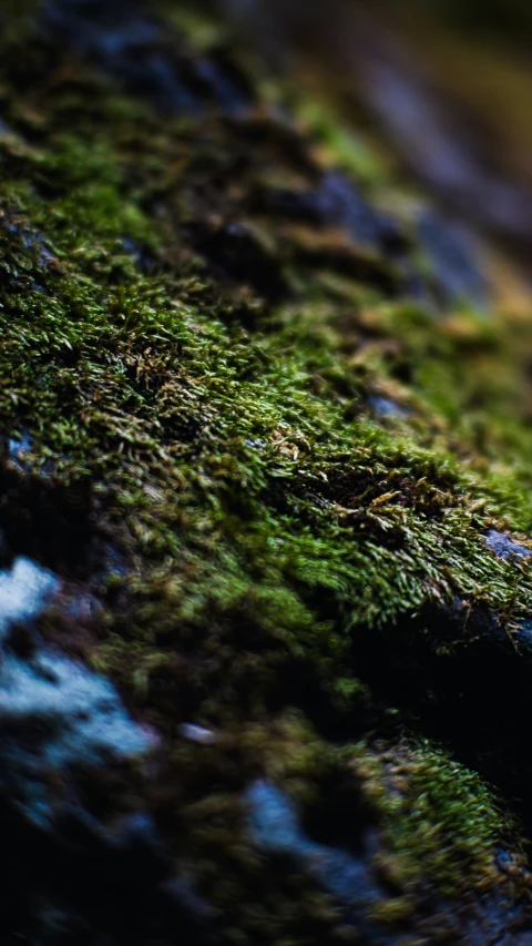 moss growing on the side of a stone wall