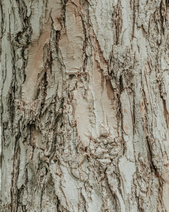 the texture of a tree trunk showing many s